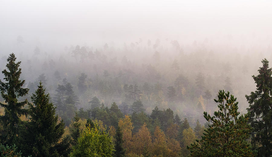 Fall Photograph - Morning Fog And Woodland Landscape by Jani Riekkinen
