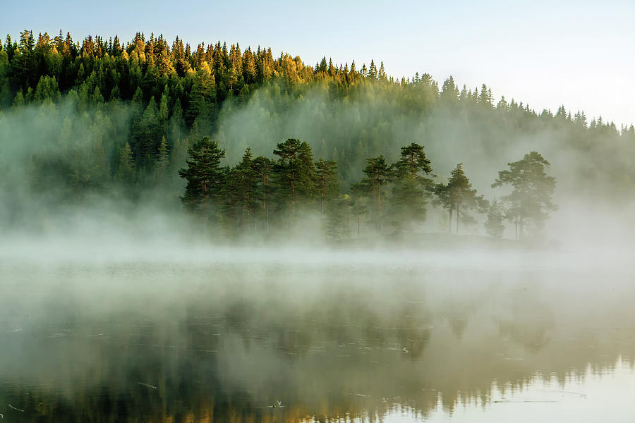Morning Fog In The Forest Photograph by Baac3nes