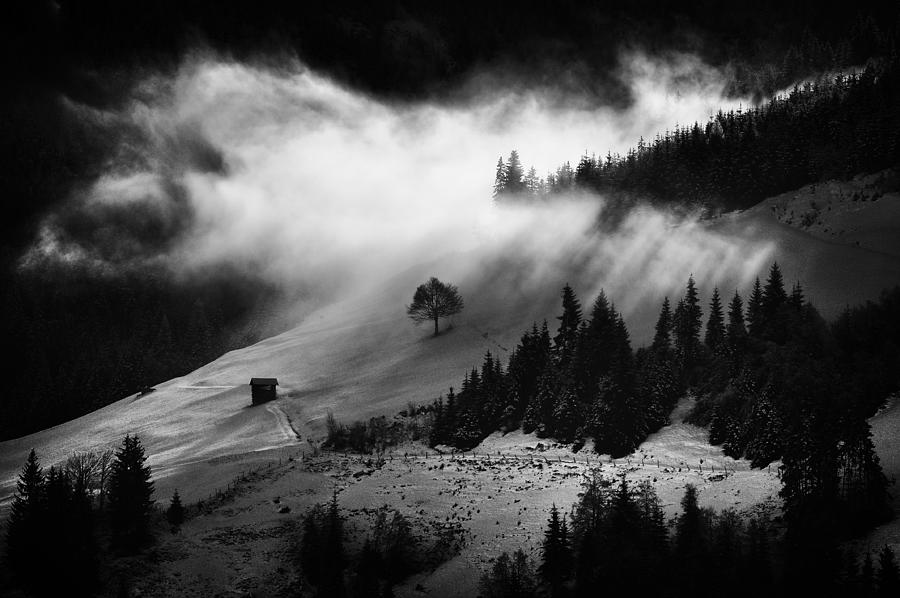 Tree Photograph - Morning Fog by Marchevca Bogdan