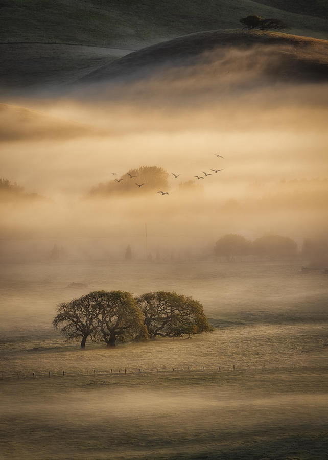 Tree Photograph - Morning Fog by Michael Zheng