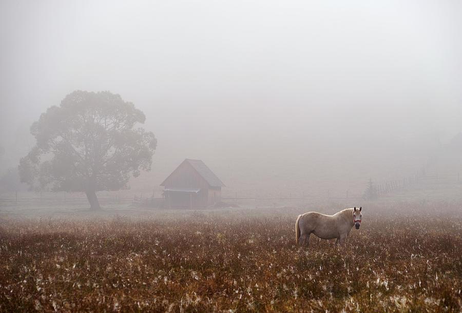 Morning Fog Photograph by Sorin Tanase