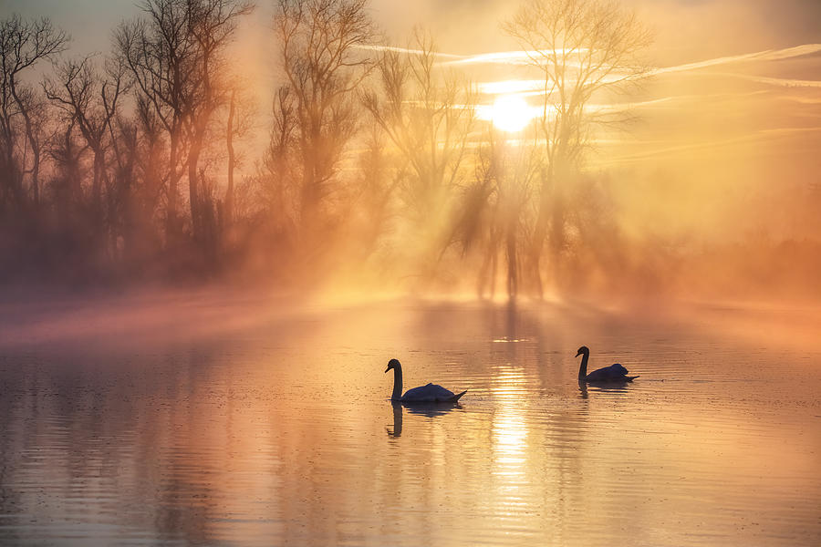 Morning Fog Photograph by Wei Liu