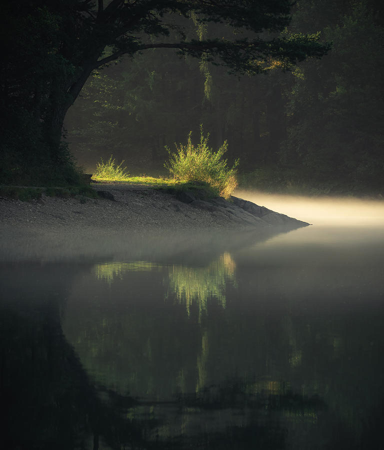 Tree Photograph - Morning Frame by Ales Krivec