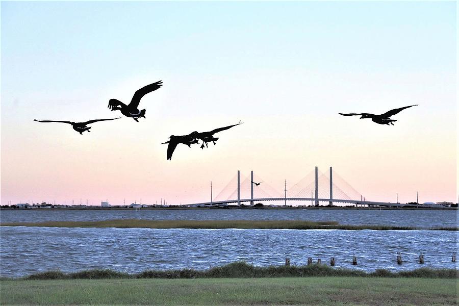 Morning Geese Flight - Indian River Inlet Bridge Photograph by Kim Bemis