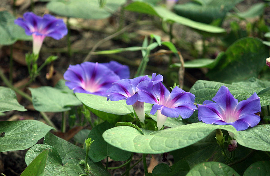 Nature Photograph - Morning Glories by Cathy Harper