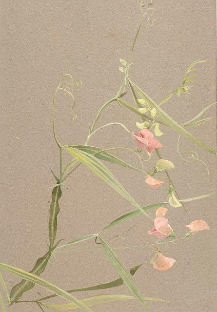 Flower Painting - Sweet Pea by Lilias Trotter