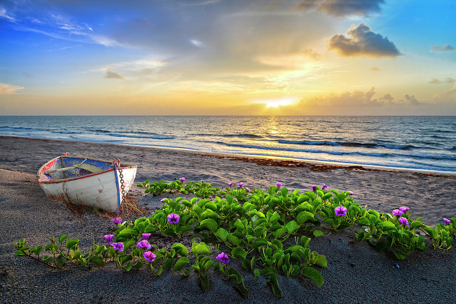 Morning Glory at the Beach Photograph by Debra and Dave Vanderlaan