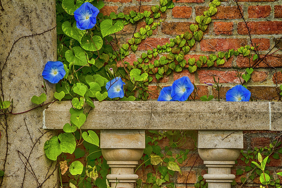 Morning Glory Charm Photograph by Lindley Johnson