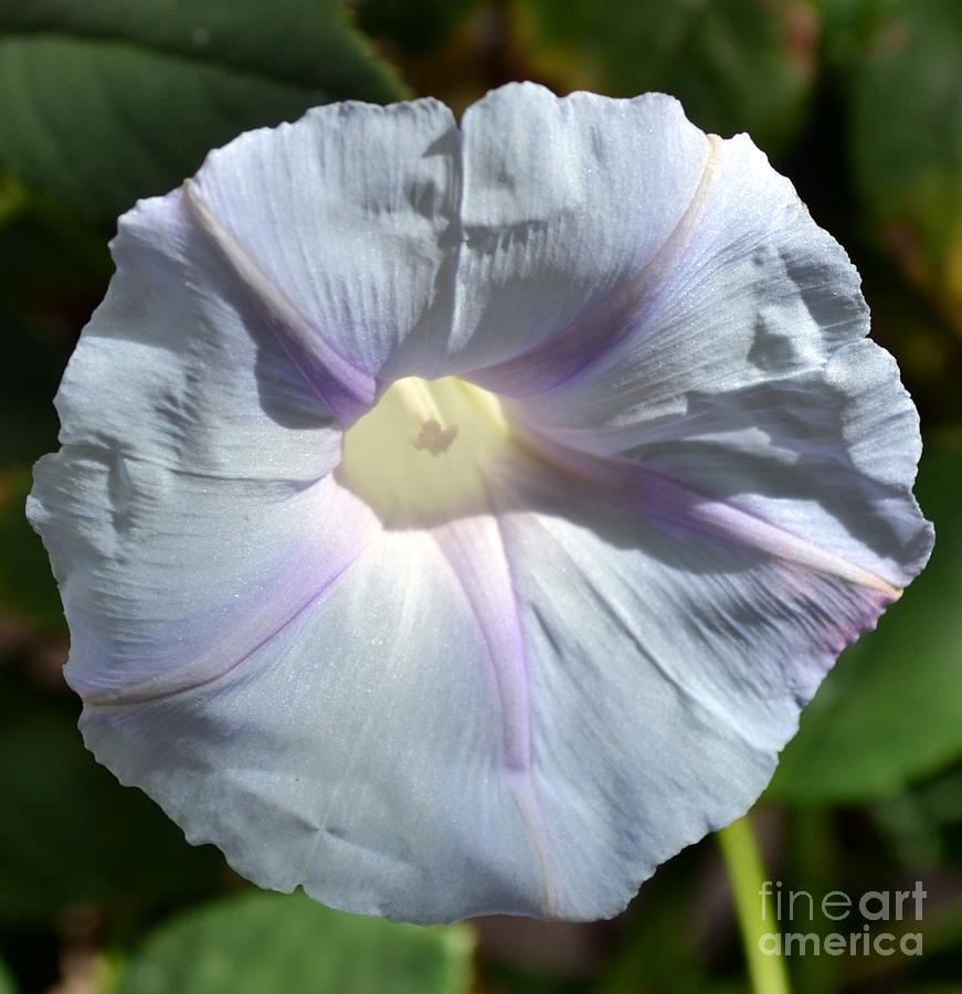 Morning Glory Photograph by Diane montana Jansson