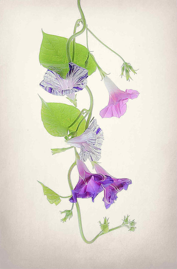 Flower Photograph - Morning Glory by Fangping Zhou