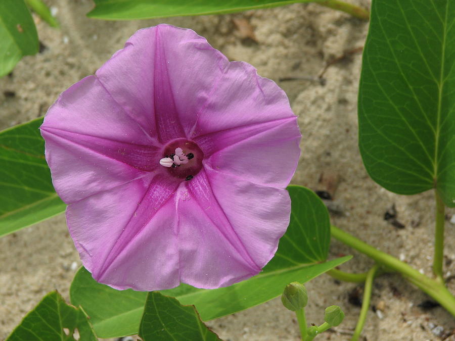 Morning Glory Flower Convolvulaceae Photograph by Joan Stratton