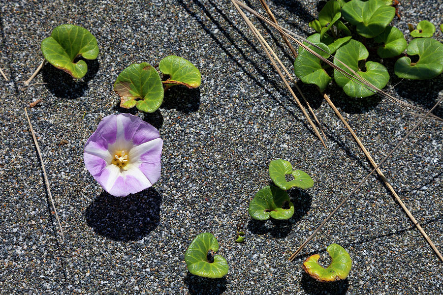 Morning Glory in the Sand Photograph by Rick Pisio