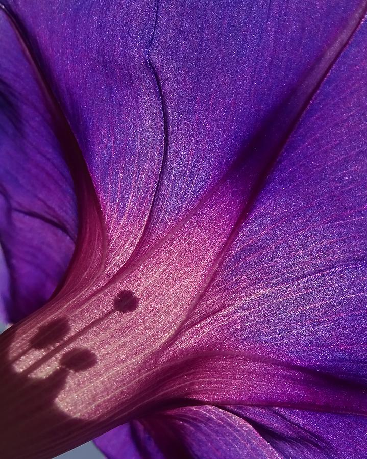 Flower Photograph - Morning Glory by Ivan Lesica