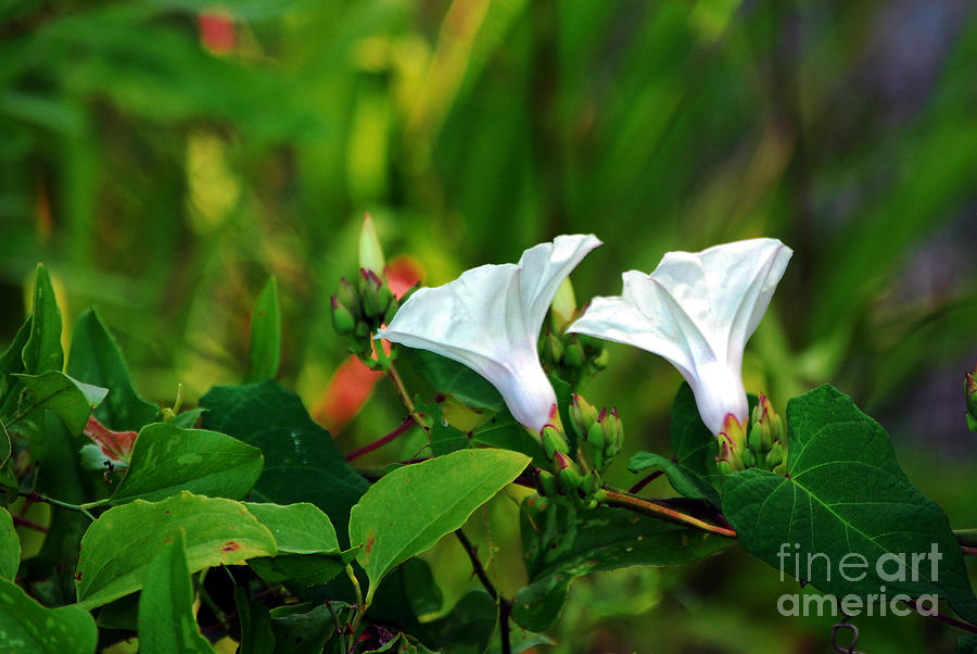 Spring Photograph - Morning Glory by Rodger Painter