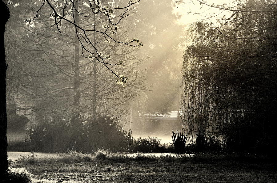 Morning Gold Photograph by Charlotte Schafer