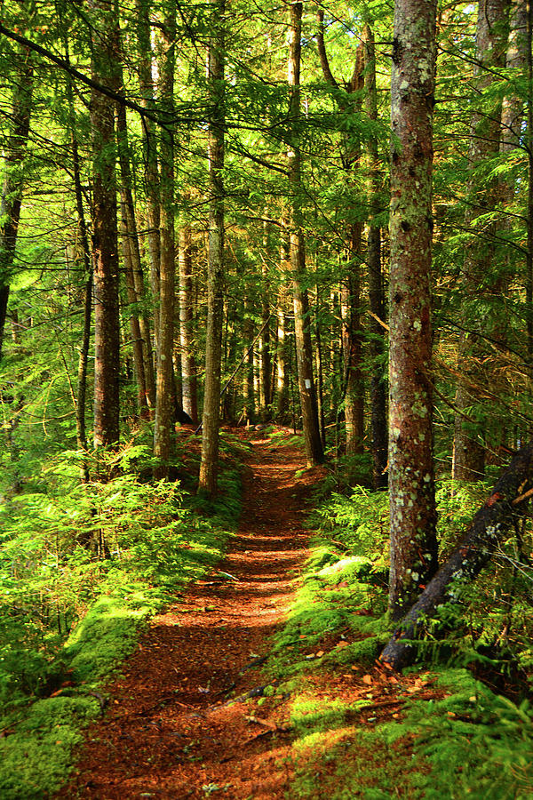 Morning Green Mountain Forest Vertical Photograph by Raymond Salani III