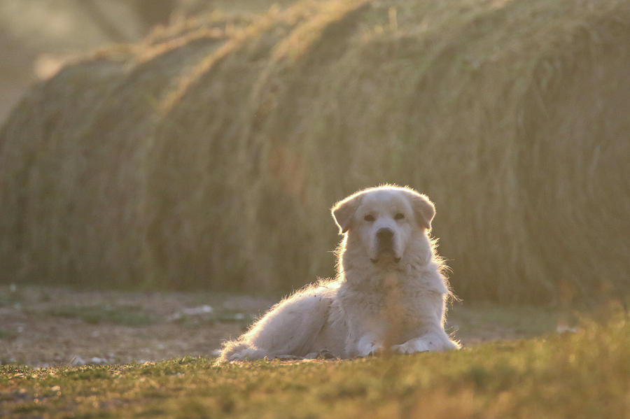 Morning Guarddog Photograph by Brook Burling