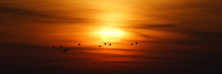Bird Photograph - Morning Has Broken by Bodo Balzer