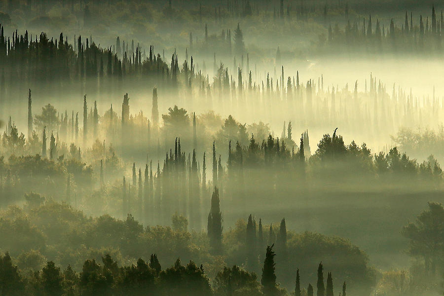 Cypress Photograph - Morning In The Cypress Land by Igor Brautovic