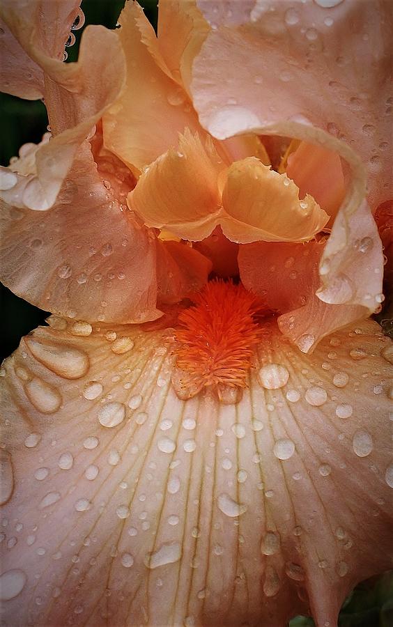 Iris Photograph - Morning in the Flower Garden by Bruce Bley