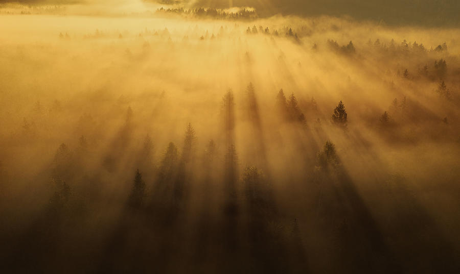 Morning In The Forest Photograph by Ales Krivec