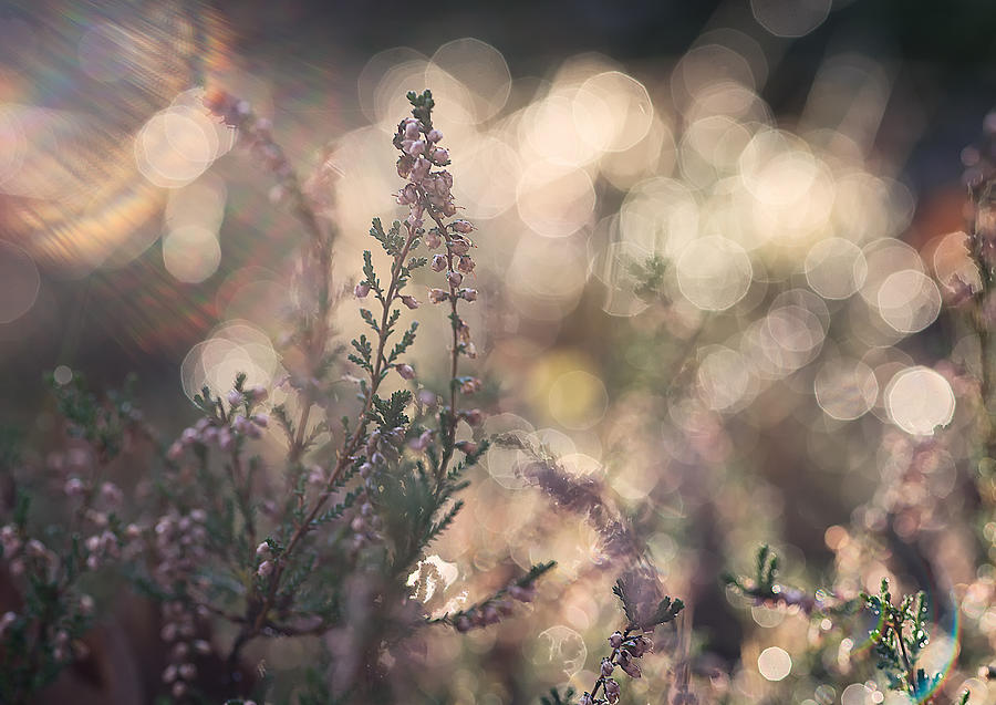 Morning Light And Dew Photograph by Katarina Holmstrm