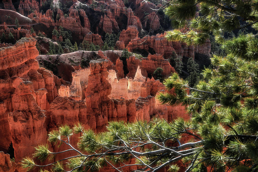 Morning Light at Bryce Canyon Photograph by Donna Kennedy