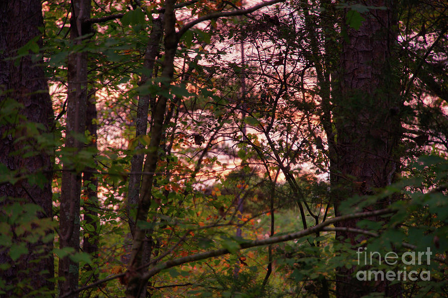 Morning Light by Daniel Brinneman Morning Light by Daniel Brinneman