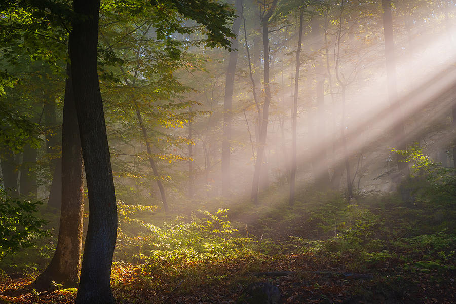 Tree Photograph - Morning Light by Eduard Andrica