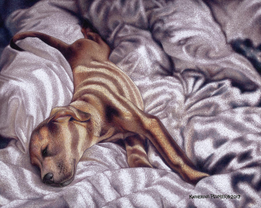 Dog Drawing - Morning Light by Katherine Plumer
