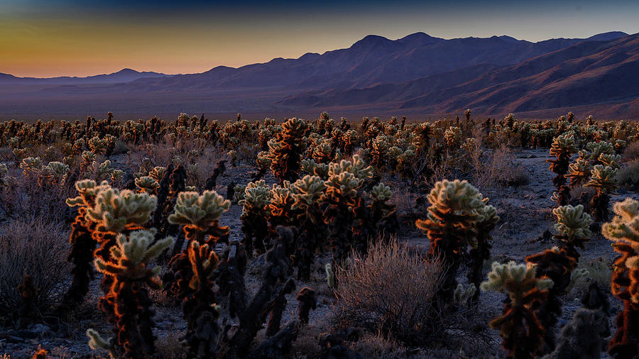 Morning Light on Cactus Photograph by Ron Biedenbach