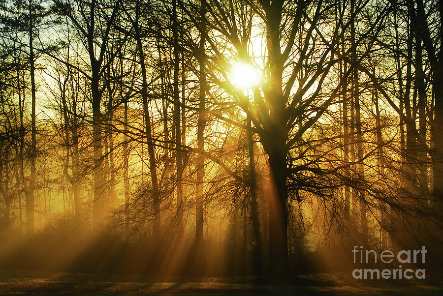 Tree Photograph - Morning Light by Rodger Painter