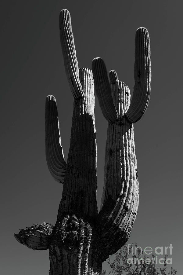 Morning Light Saguaro  Photograph by Jeff Hubbard