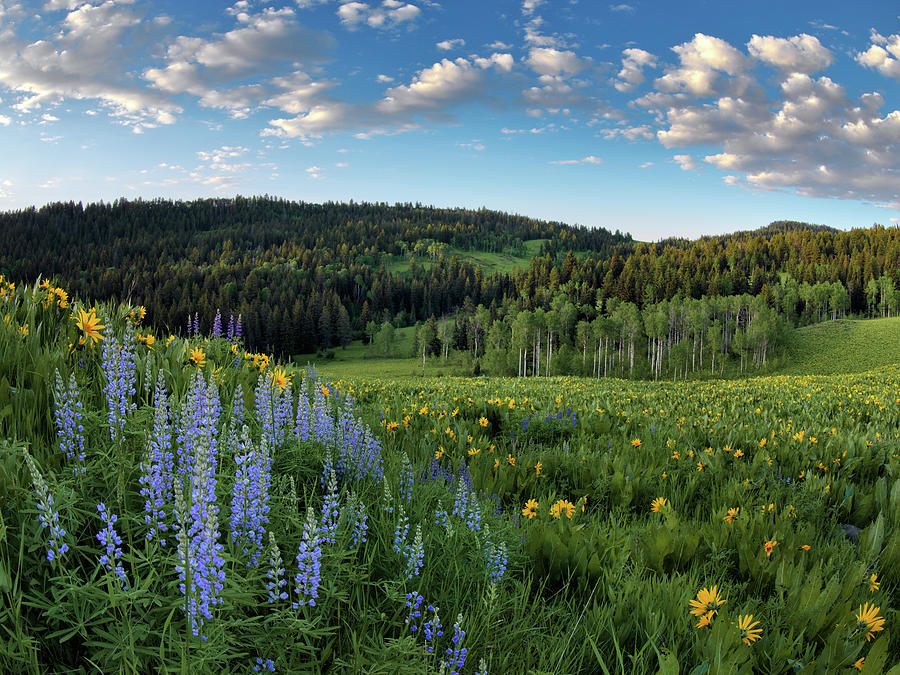 Caribou National Forest Idaho Photograph by Leland D Howard