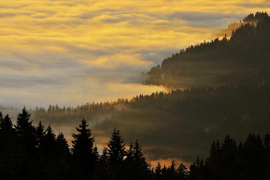 Morning Mist And Forest Photograph by Raimund Linke