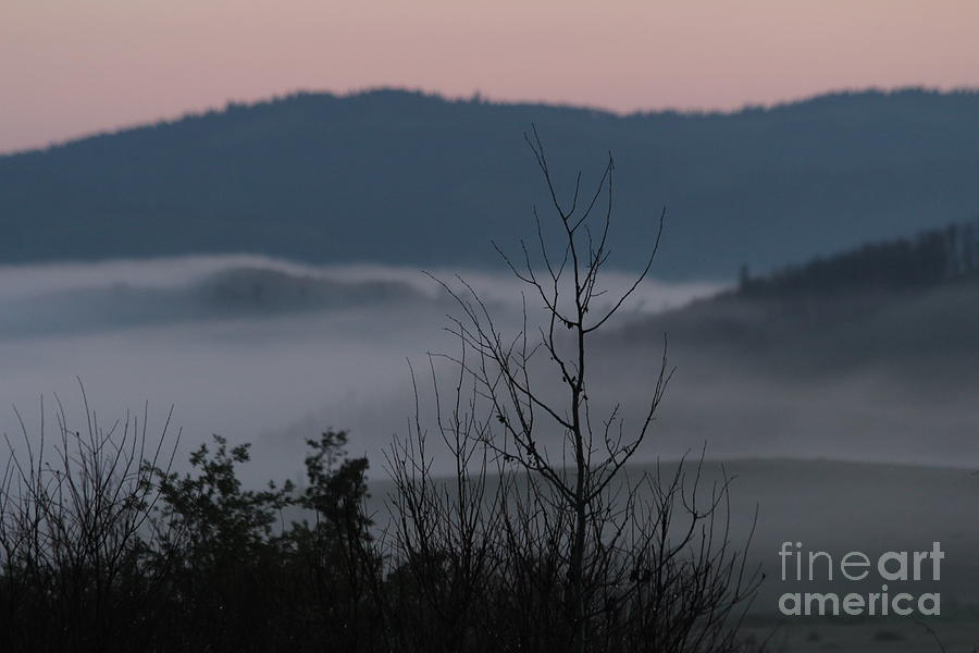 Morning Mist Photograph by Ann E Robson