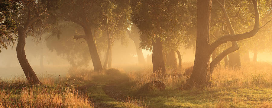Morning Mist Photograph by Garth Smith