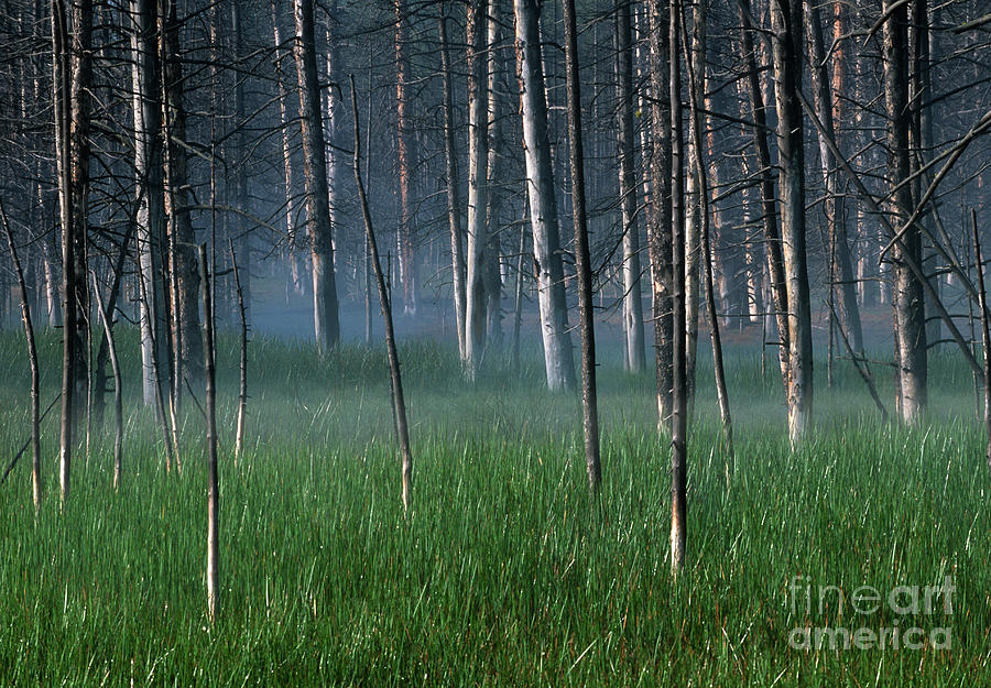 Morning Mist in Yellowstone Photograph by Sandra Bronstein