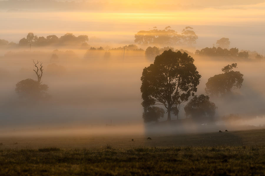 Morning Mist Over Kangaroo Ground Photograph by Frank Ma
