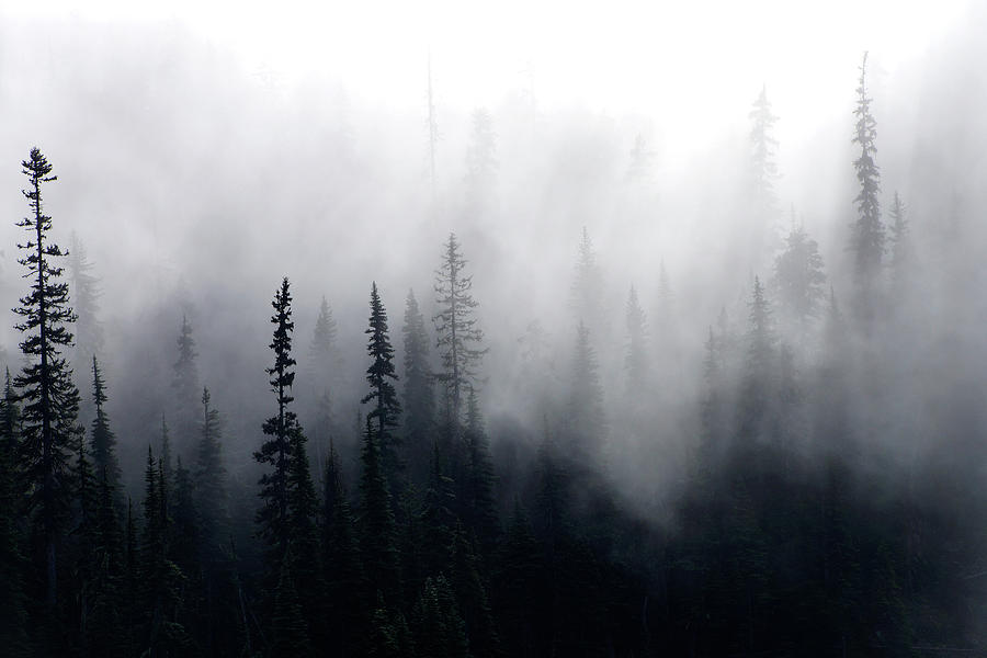 Morning mist rises from conifer forest Photograph by Steve Estvanik