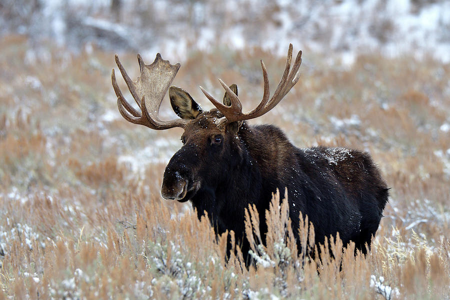 Morning Moose Photograph by Michael Morse