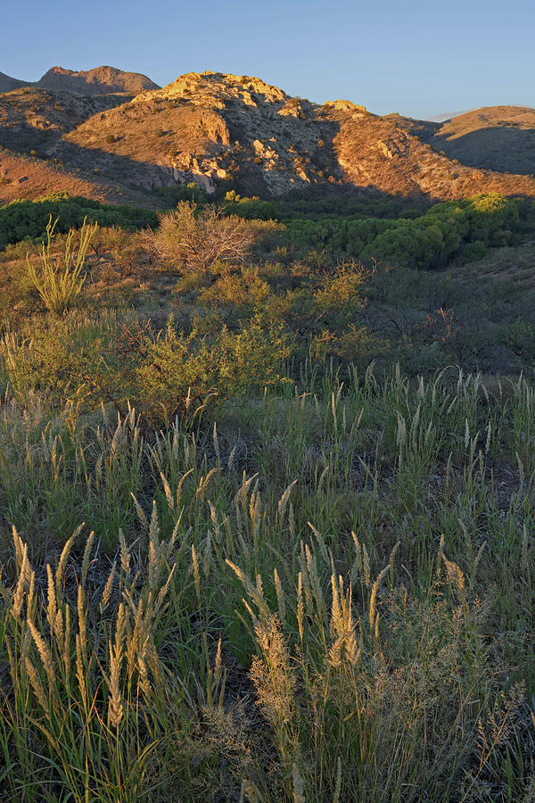 Morning Muleshoe Grasses Photograph by Tom Daniel
