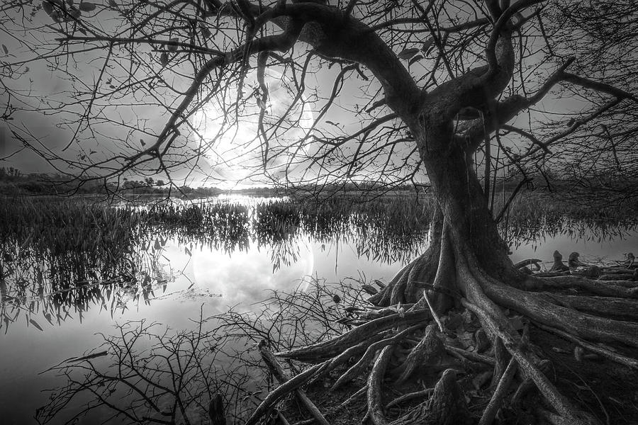 Morning Mystery in Black and White Photograph by Debra and Dave Vanderlaan