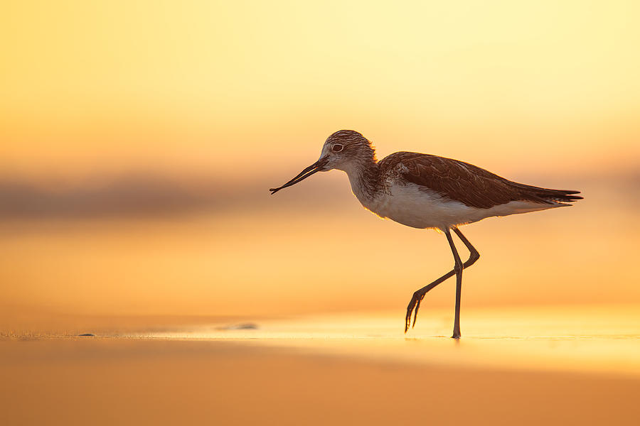 Wildlife Photograph - Morning On The Beach by Magnus Renmyr