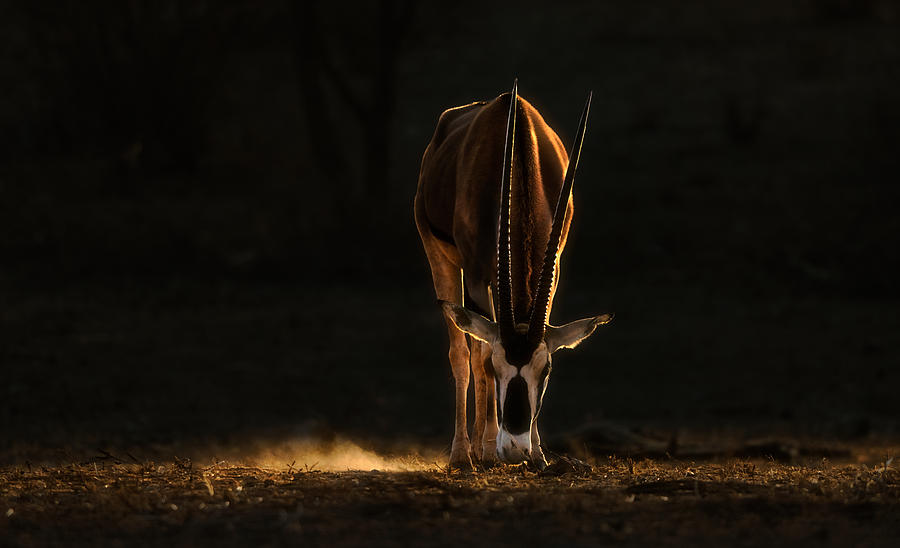 Morning Oryx Photograph by Min Li