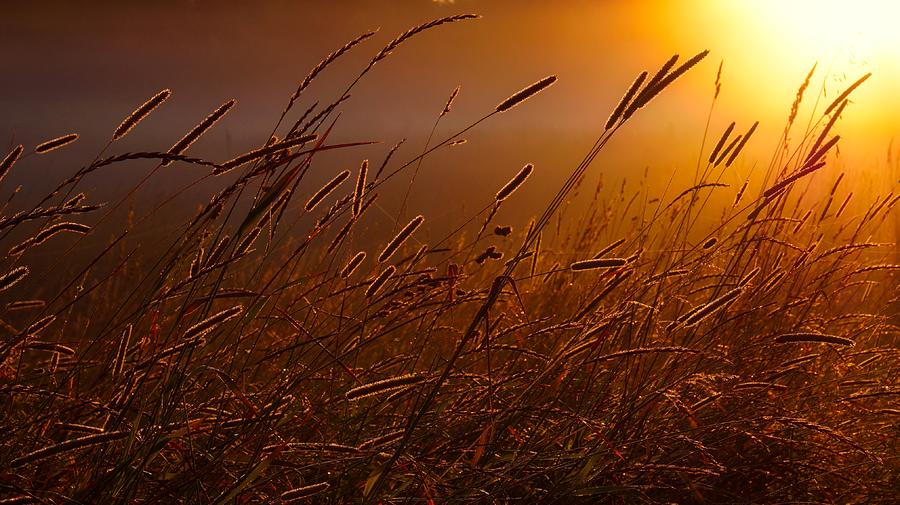 Morning Pasture by Bryan Smith Morning Pasture by Bryan Smith