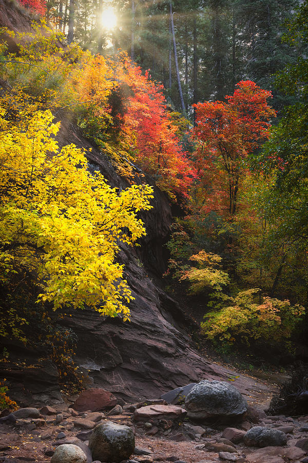 Morning Peaking Through The Autumn Colors  Photograph by Saija Lehtonen