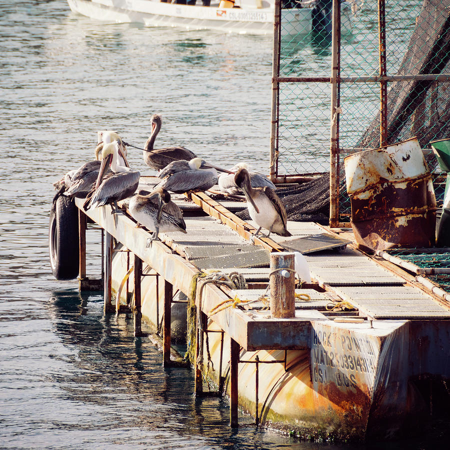 Morning Pelicans Photograph by Rebekah Zivicki