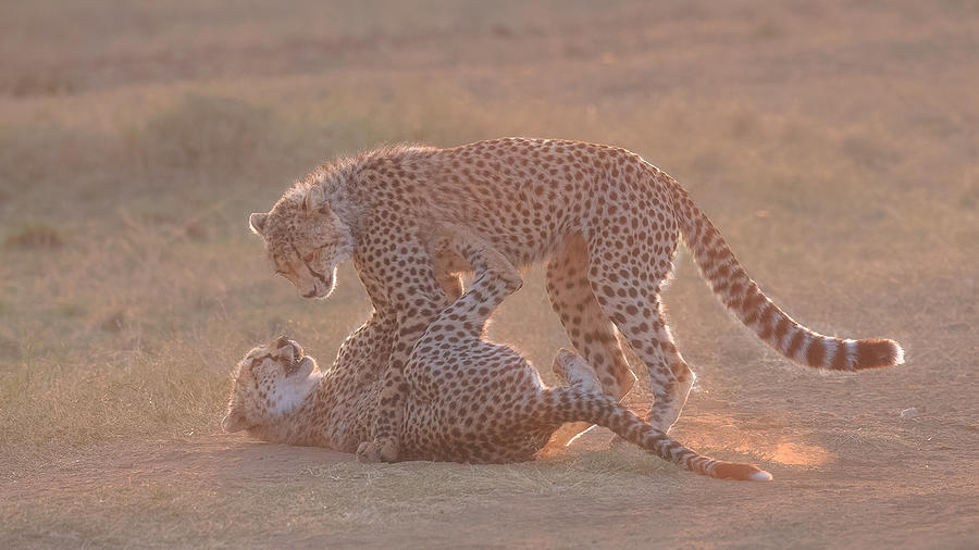 Wildlife Photograph - Morning Play  (cheetah Cubs) by Jennifer Lu