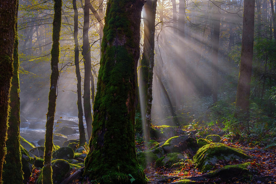 Morning Rays Photograph by Johnny Boyd